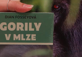 Gorily v mlze, Dian Fossey, recenze, magazín KULT* Brno